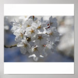weiße Kirschblüten Poster posters