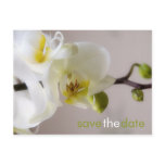 Weiße Orchidee • Save-the-Date-Postkarte postcards