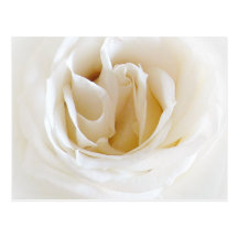 Weiße Rose - Snowy Postkarten