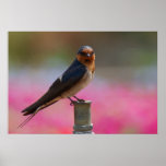 Welcome Swallow Poster