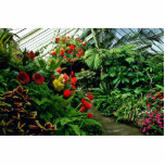 Wellington Botanical Gardens Acrylic Cut Out