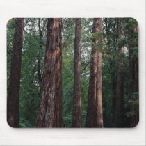 Wellingtonia, Westonbirt Arboretum, England Mousepad