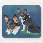 Welsh Corgi