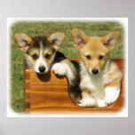 Welsh Corgi (Pembroke) posters