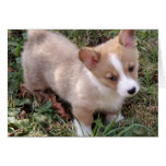 Welsh Corgi Puppy Greeting Cards