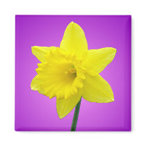 Welsh Daffodil - III Magnets