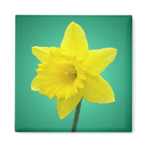 Welsh Daffodil - IV Magnet