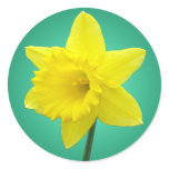 Welsh Daffodil - IV stickers