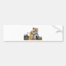 welsh pony bumper sticker