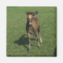 Welsh Pony Foal Magnet