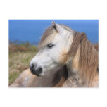 Welsh Pony Postcards