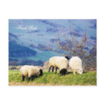 WELSH SHEEP postcards