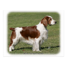 Welsh Springer Spaniel 9Y394D-041 Post Card