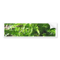 Welted Thistle Bumper Sticker