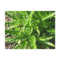 Welted Thistle Postcard