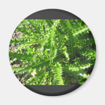 Welted Thistle Refrigerator Magnet