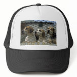 Wensleydale foxhounds in kennels, Yorkshire, Engla hats