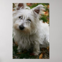 West Highland Terrier Dog Poster