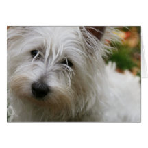 West Highland Terrier Greeting Card