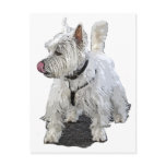 West Highland Terrier Postcards