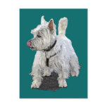 West Highland Terrier Postcards