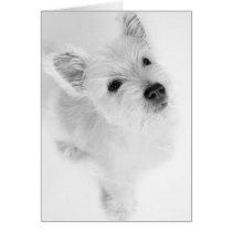 West Highland Terrier Pup cards