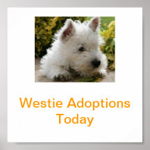 West Highland White Terrier Adoption Today Signs W Print