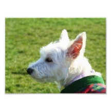 West Highland White Terrier Art Photo