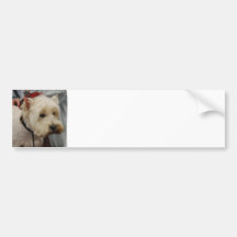 West Highland White Terrier Bumper Sticker