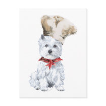 West Highland White Terrier Chef Postcard
