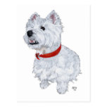 West Highland White Terrier - Looking Up Postcard