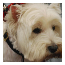 West Highland White Terrier Personalized Invites