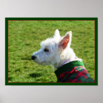 West Highland White Terrier poster