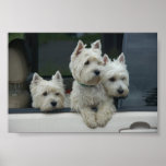 West Highland White Terriers posters