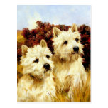 West highland White Terriers - Wardle Postcard