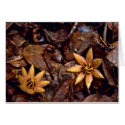 West Indian Mahogany Seedling cards