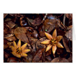 West Indian Mahogany Seedling cards