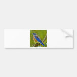 Western Bluebird Bumper Stickers
