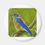 Western Bluebird Fridge Magnet