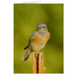 Western Bluebird male Card