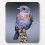 Western Bluebird mousepads