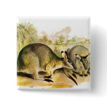 Western Brush wallaby buttons