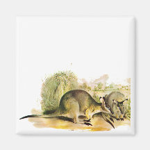 Western Brush wallaby Fridge Magnet
