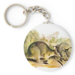 Western Brush wallaby keychains