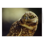 Western Burrowing Owl Greeting Cards