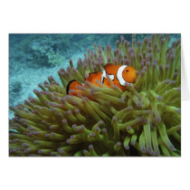 Western Clownfish ( Amphiprion ocellaris ), in