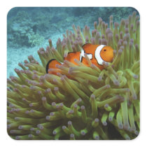 Western Clownfish ( Amphiprion ocellaris ), in