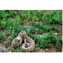 Western Diamondback Rattlesnake photo sculptures