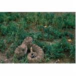 Western Diamondbacked Rattlesnake Acrylic Cut Out