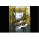 Western Grebe photo sculptures